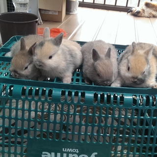 ミニウサギの赤ちゃん生まれました！