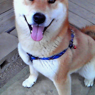純粋な柴犬♂です