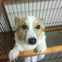 コーギー２歳の里親募集