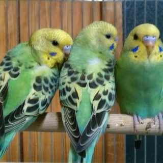 セキセイインコ中雛です。