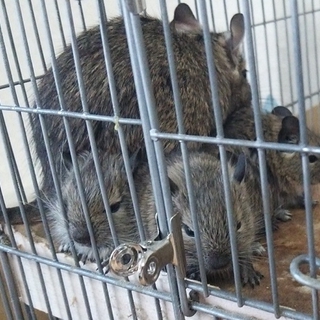 デグー里親募集中