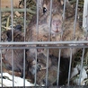 デグー里親募集中 サムネイル4