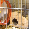 デグー里親募集中 サムネイル5