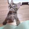 子猫の里親様募集中です！（生後１か月半） サムネイル2