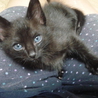 子猫の里親様募集中です！（生後１か月半） サムネイル3