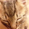 子猫の里親様募集中です！（生後１か月半） サムネイル4