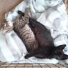 子猫の里親様募集中です！（生後１か月半） サムネイル7