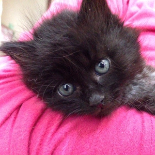 2ヶ月　長毛の黒猫　男の子