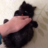 2ヶ月　長毛の黒猫　男の子 サムネイル3