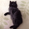 2ヶ月　長毛の黒猫　男の子 サムネイル5