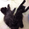 2ヶ月　長毛の黒猫　男の子 サムネイル7