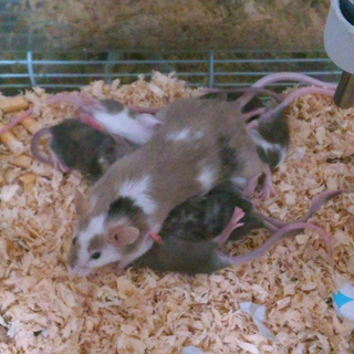 ☆トライカラーマウス里親募集☆