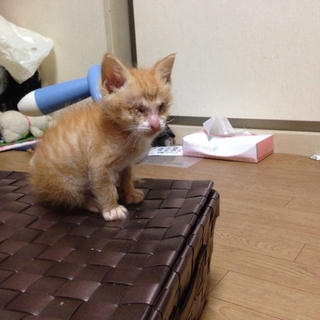 里親探してます