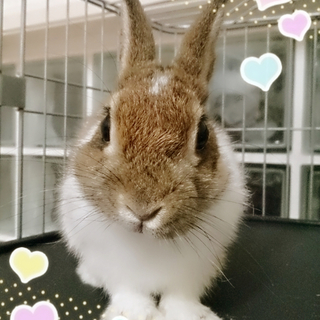 4ヶ月の子うさぎです。