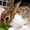 4ヶ月の子うさぎです。 サムネイル2