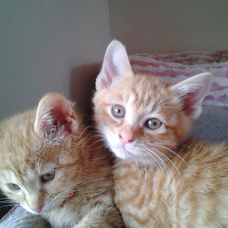 チャトラのマナカナ！