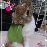 4ヶ月の子うさぎです。 サムネイル4