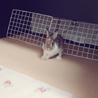 4ヶ月の子うさぎです。 サムネイル5
