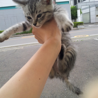 かわいい猫ちゃん