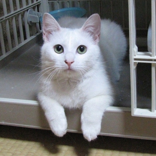 白猫ハンサムBOY♪ 推定1歳」埼玉県 - 猫の里親募集(36665) 1枚目の