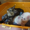 元気で可愛い３兄妹　１ヶ月くらい