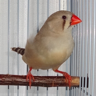 ジャンボキンカ鳥★女の子