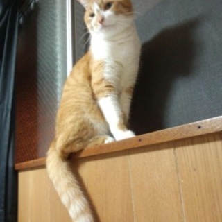 約3歳のオス猫の里親募集