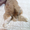 うさぎさんの里親様募集します サムネイル4