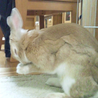 うさぎさんの里親様募集します サムネイル3