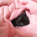 黒猫ちゃん生後10ヶ月☆