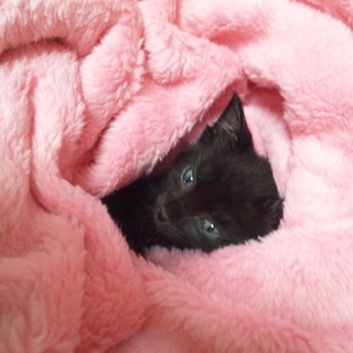 黒猫ちゃん生後10ヶ月☆