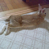 うさぎさんの里親様募集します サムネイル6