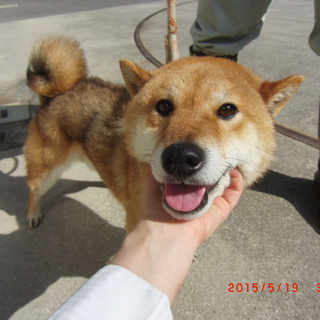 里親様決定♡【殺処分決定】広島県動物愛護ｾﾝﾀｰ