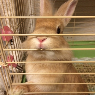 うさぎ　生後半年