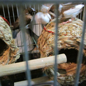 （再募）ジュウシマツ４匹里親募集