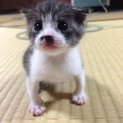 甘えん坊チビちゃん