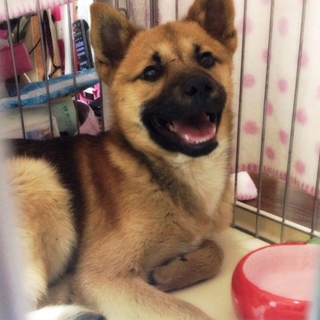 ビビリちゃん子犬mix姉妹の女の子2