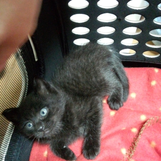 少し長毛のおっとりしている黒猫くん