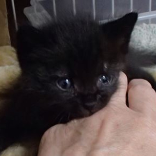 甘えた黒猫君