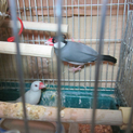 文鳥ペア里親募集