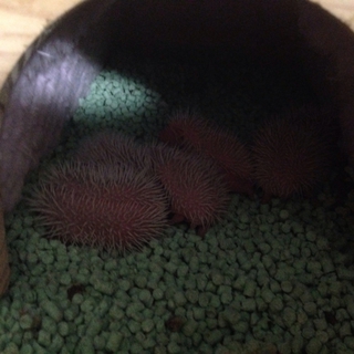 沢山のお問い合わせありがとうございました！