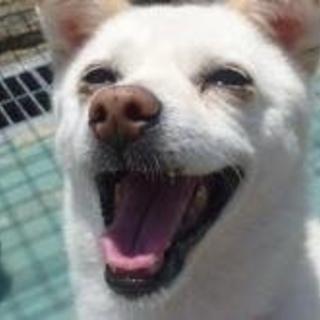 被災地からの保護犬　雑種　もこ