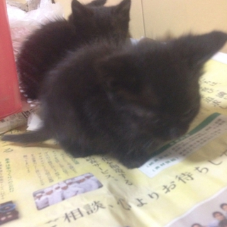 別なサイトでひきとられました、