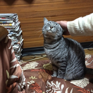 里親さんを募集しています。