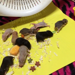 ゴールデンハムスターの赤ちゃんが生まれました‼︎