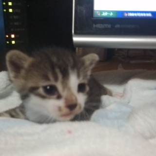 アメショとの雑種の男の子です