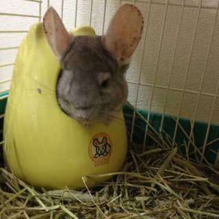 チンチラ♂(シナモン)里親募集します。