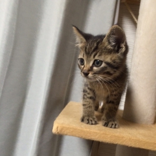 【一時募集停止】保護猫　1.5ヶ月のきじとら