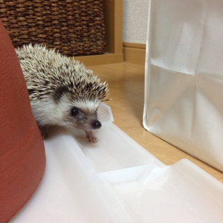 ハリネズミの里親募集