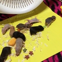 ゴールデンハムスターの赤ちゃん